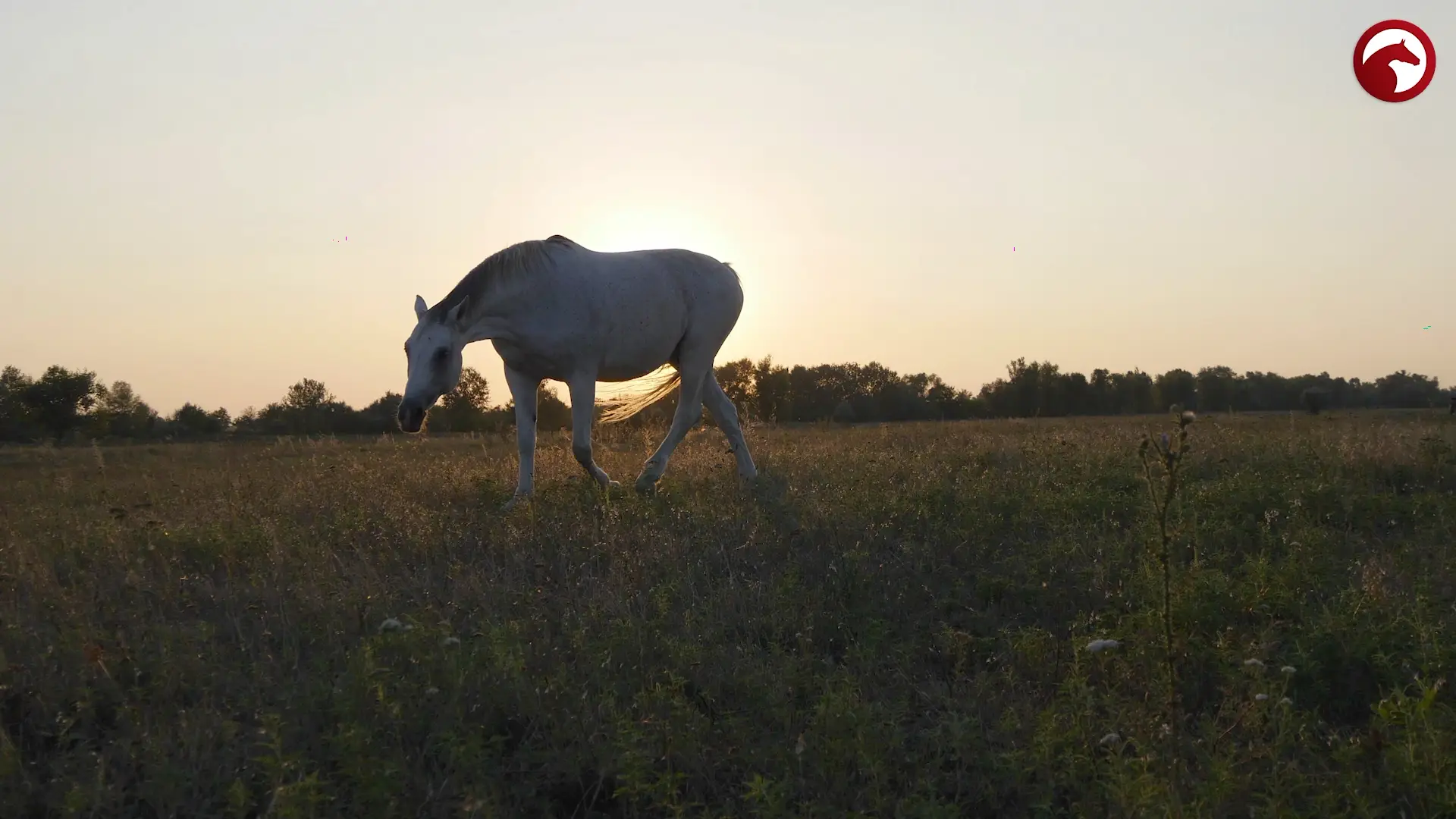 Breathing in horses explained Recognizing and dealing with respiratory